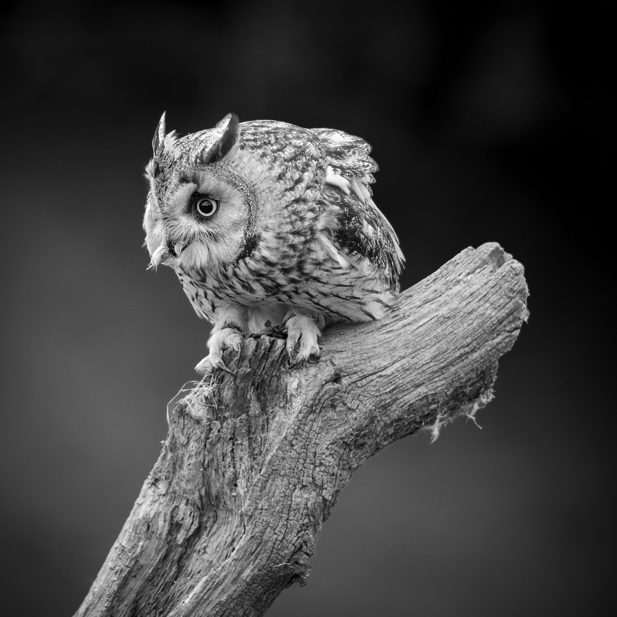 4th - Long-eared owl - Stephen Smith